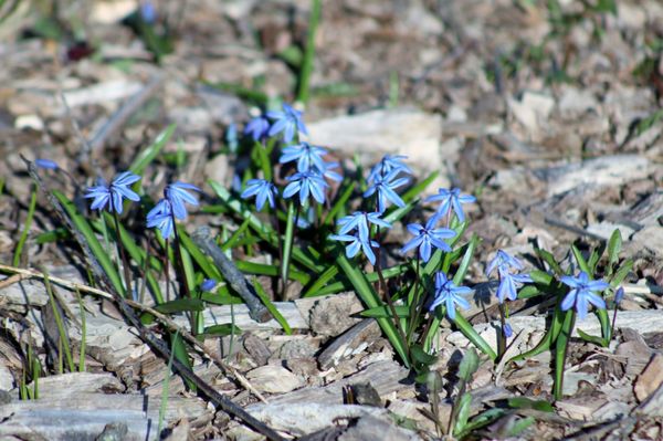 Spring ephemerals