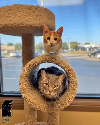 Yes. We board cats too. They have their own special room with a huge picture window to watch the world go by.