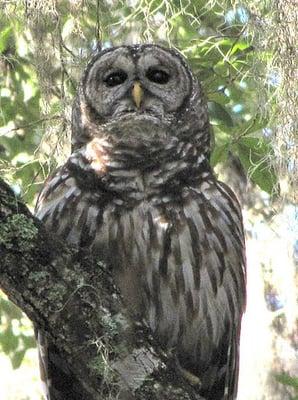 Barred Owl