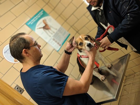 Animal Hospital of Western Springs