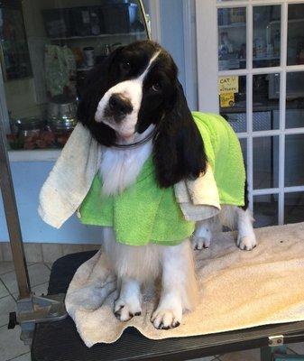 English Springer In Green Bathrobe after his bath