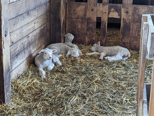 Spring lambs