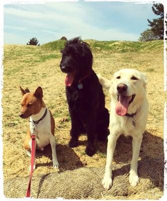 Toby, Gatsby and Isa--a trio. And, evidence that all of them stood still for at least one second at the exact same time!