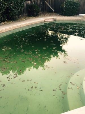 This is our pool which was supposedly being serviced by Amador pool service. It got much worse than this..