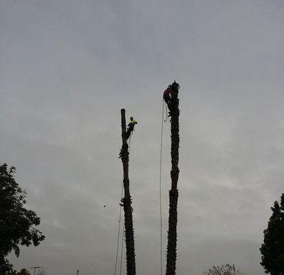 Ultimate Tree Service