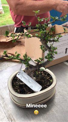 Fukien Tea