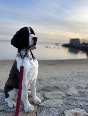 Beach time with Tucker