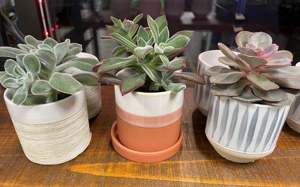 succulents and ceramic pots