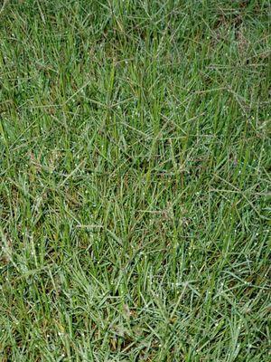 I have Bermuda grass, those things should not be there, they are not all over, but in too many places to overlook