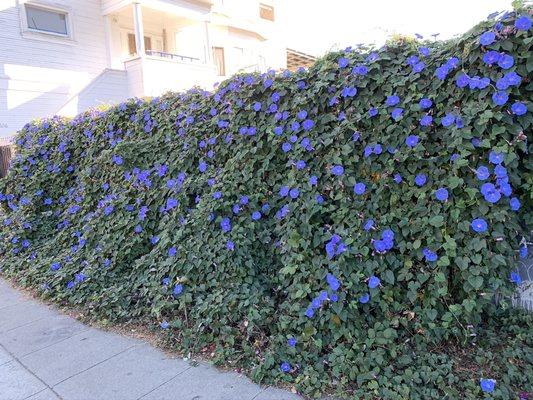 Morning glory mixed with blackberry. What a beautiful mess.