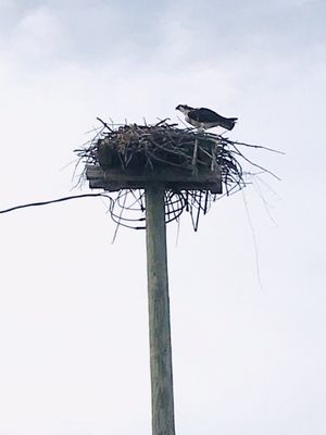 Osprey