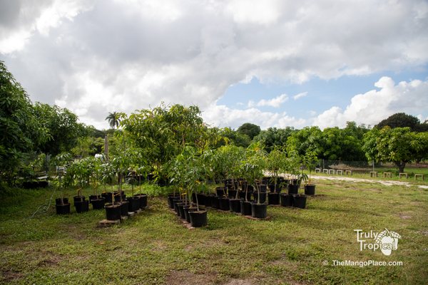 Some of our 7-gallon Mango Trees