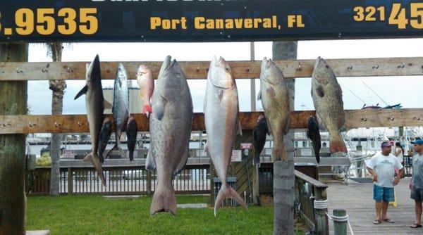 Giant gag grouper and Amberjacks!