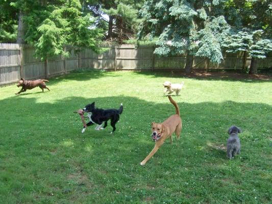 Lots of yard to run and play with friends.