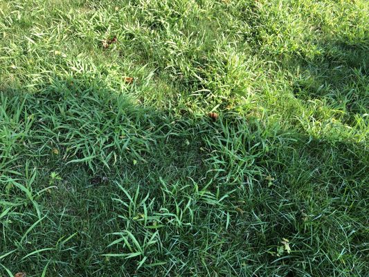 More crabgrass...by the way, I live in a 55+ community and this is the first (hopefully the last) year Good Mowin has the lawn contract.