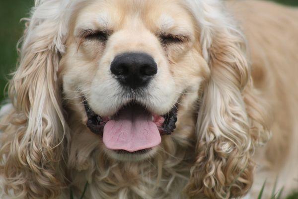 Gordon, NECBT's friendly therapy dog.