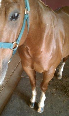 Equine acupuncture