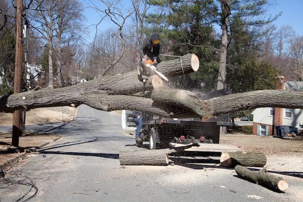 Emergency Tree Removal Marietta GA. Our crews can handle any type of tree service project!