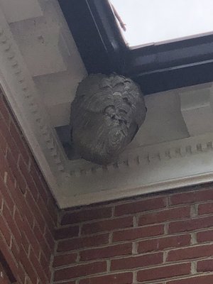 Looks small that the actual hornets nest