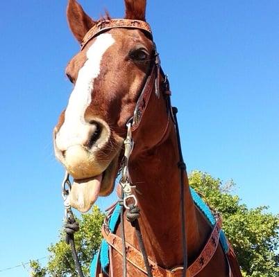 My horse at her barn