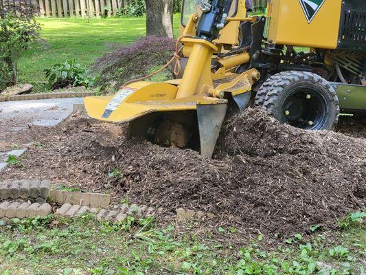 Stump removal/stump grinding using our Vermeer SC552