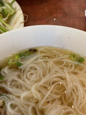 Bug in our Noodle Soup