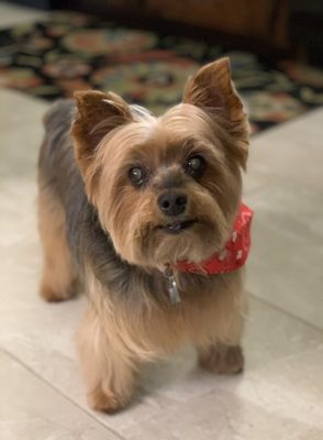 JoJo sporting his new haircut and bandana!  Such a handsome boy!