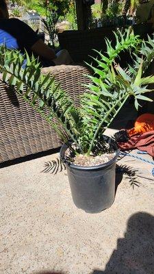 Rudy gave us a great deal on this cycad.