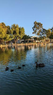 Baby ducks at park