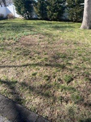 What 'Green is The Color Lawn Care' did to our lawn.