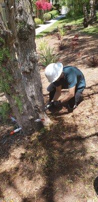 Tree Trunk Injection for management of Insects and Disease