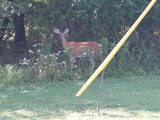 Deer outside of work