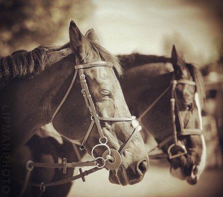 Murieta Equestrian Center