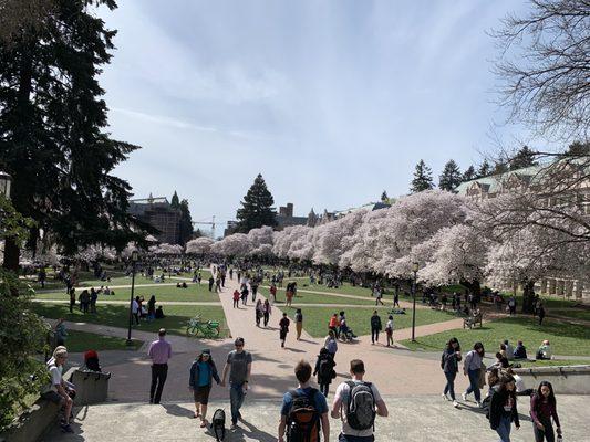 Cherry Blossoms at the UW Quad