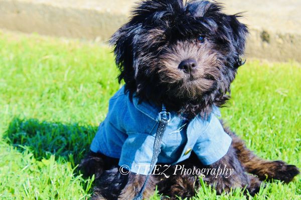 BEFORE PICTURE: 1 week before Pet Smart screwed up my shorkie's hair!  He will NEVER come back here!