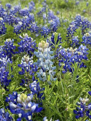 Beautiful Blue Bonnets! Get a map so you can visit the surrounding fields. They are not nearby the welcome center.