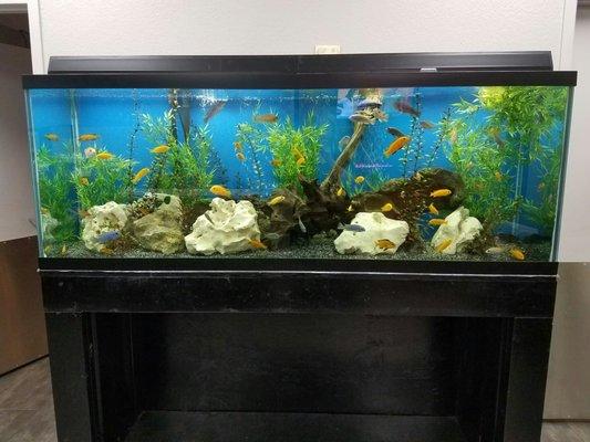 Pretty fish tank in the waiting area