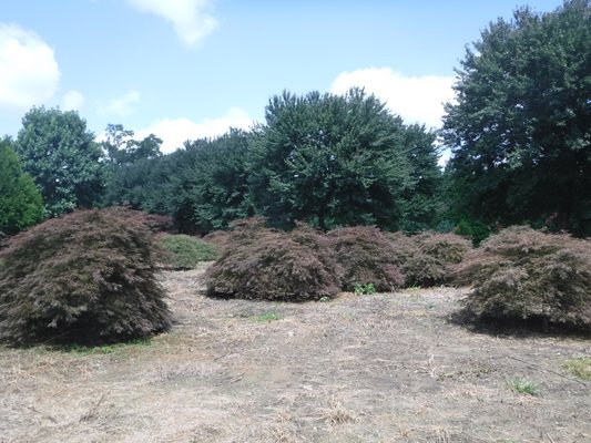 Some of the largest weeping maples you will find our right in our backyard!