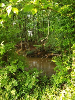 Looking through nature.