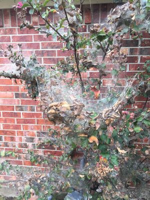 Not a pretty site. We can really help this crape myrtle out by applying insecticide to rid of these pests.