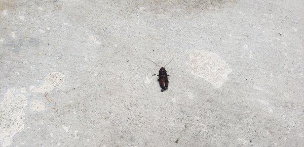 Dead roach in front door area.