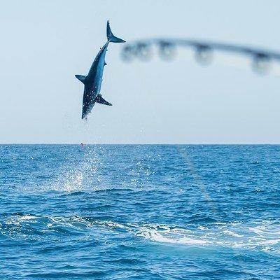 A big mako on a fly rod