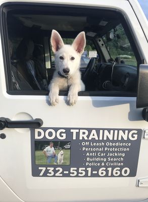 DOG TRAINING & DOG BOARDING