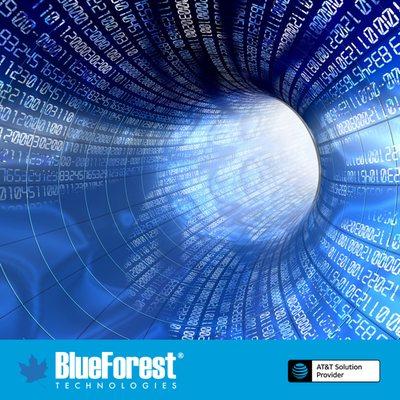 The Blue Forest team of product and service specialists work collaboratively to overcome business challenges.