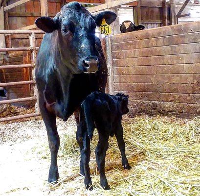 A newborn calf enjoys time with Mom.