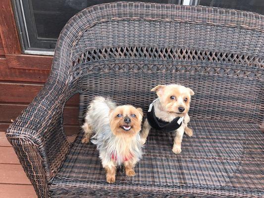 Thank you Kathy for an amazing job grooming our Yorkies Bella and Bentley