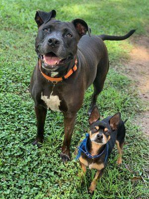 Our babies love SummerV. They love it at Alvin Boarding!