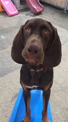 Gilbert taking a break from his busy day to sit handsome for a picture!