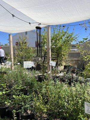 Native plant selection. Lots of ceanothus and salvia!