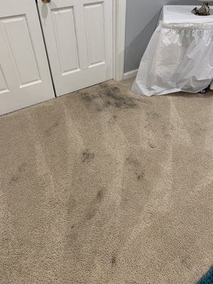 Left these marks on my carpet in the basement didn't wear booties